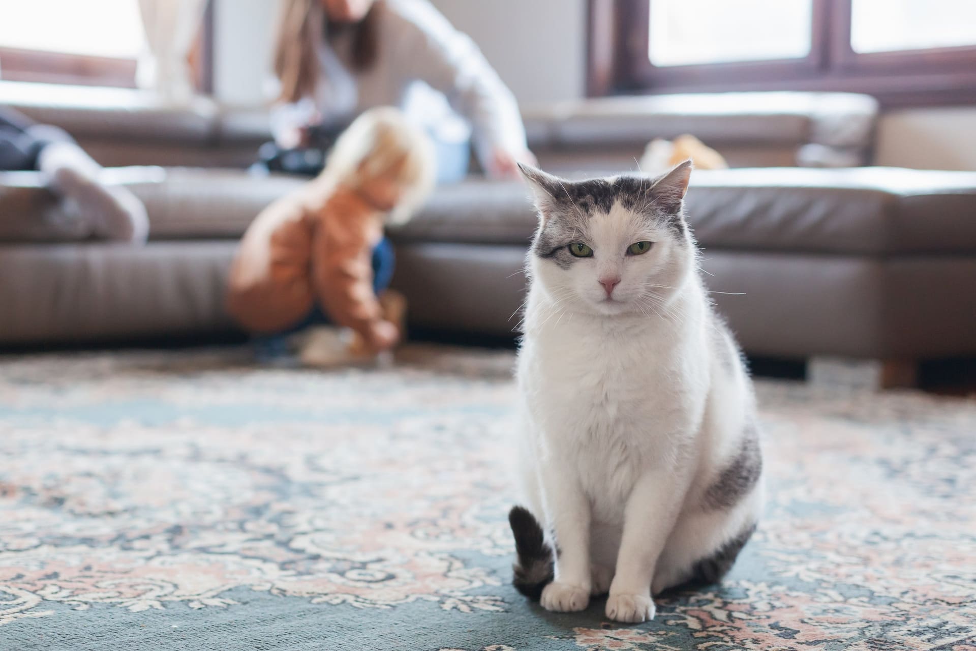 Cat relaxing in cozy Buckhead living room with children playing - pet-friendly professional rug cleaning services in Atlanta GA