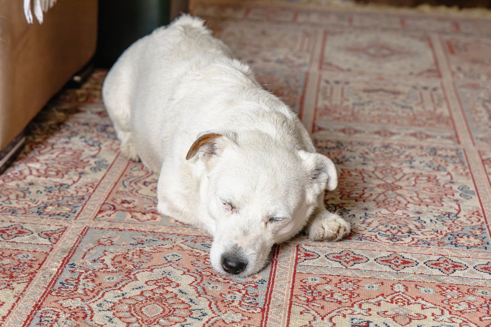 Jack Russell Terrier dog on rug - pet urine and odor removal services in Roswell Atlanta GA