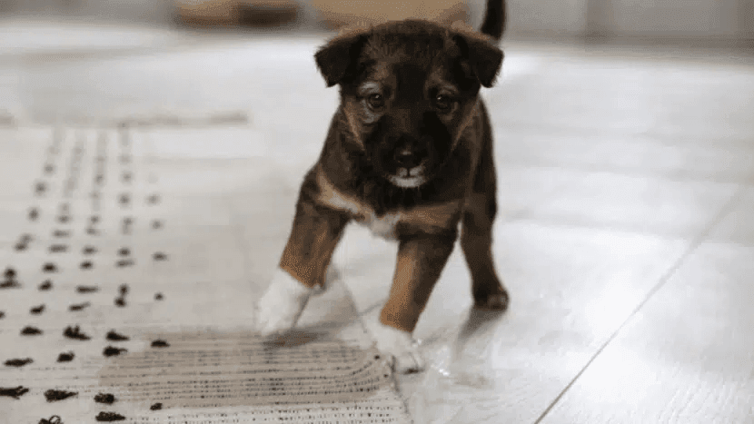 Pet urine removal service