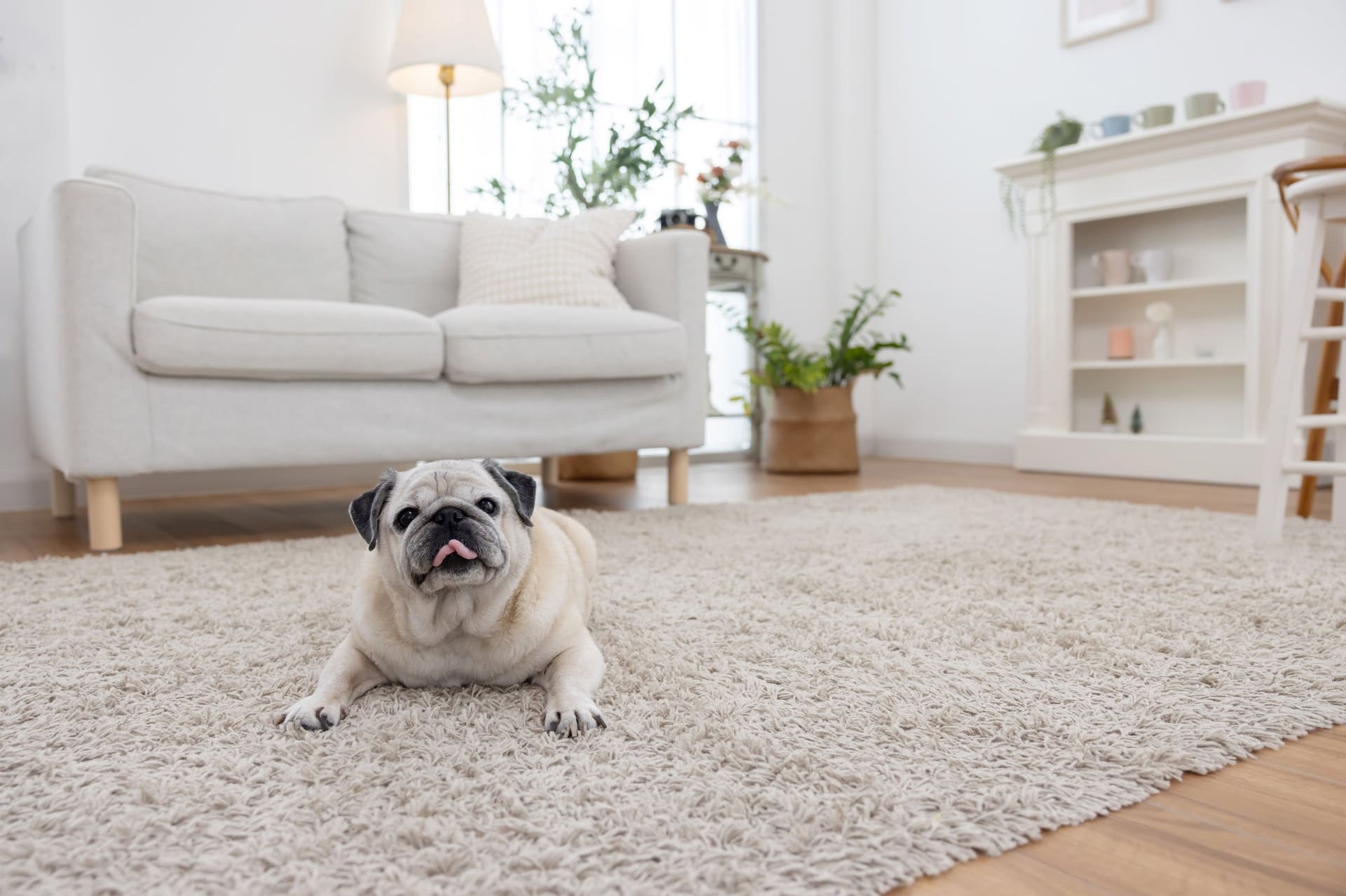 Happy pug relaxing on clean carpet in bright living room - pet urine and odor removal from rugs in Brookhaven Atlanta GA