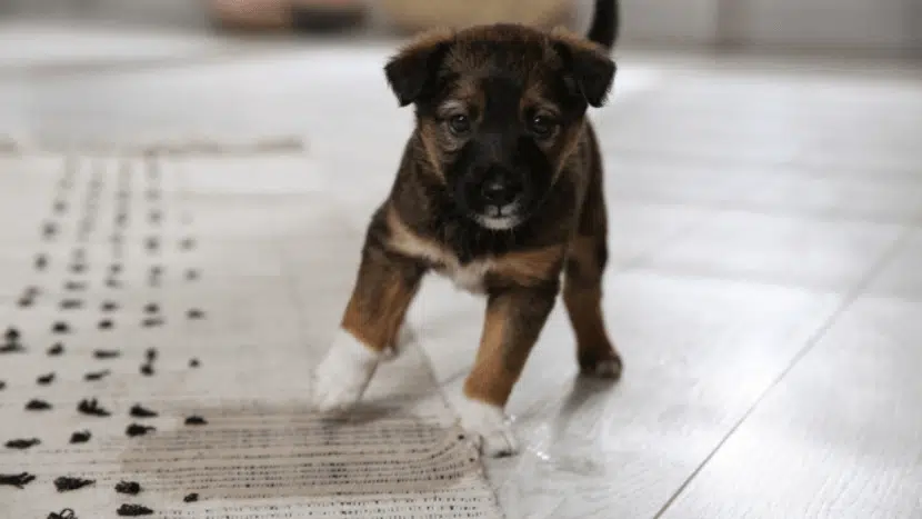 Pet Urine Smell Out From Your Rugs